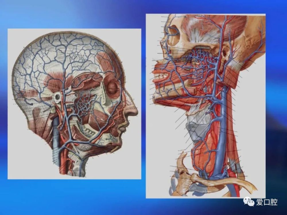 口腔局部解剖学之血管