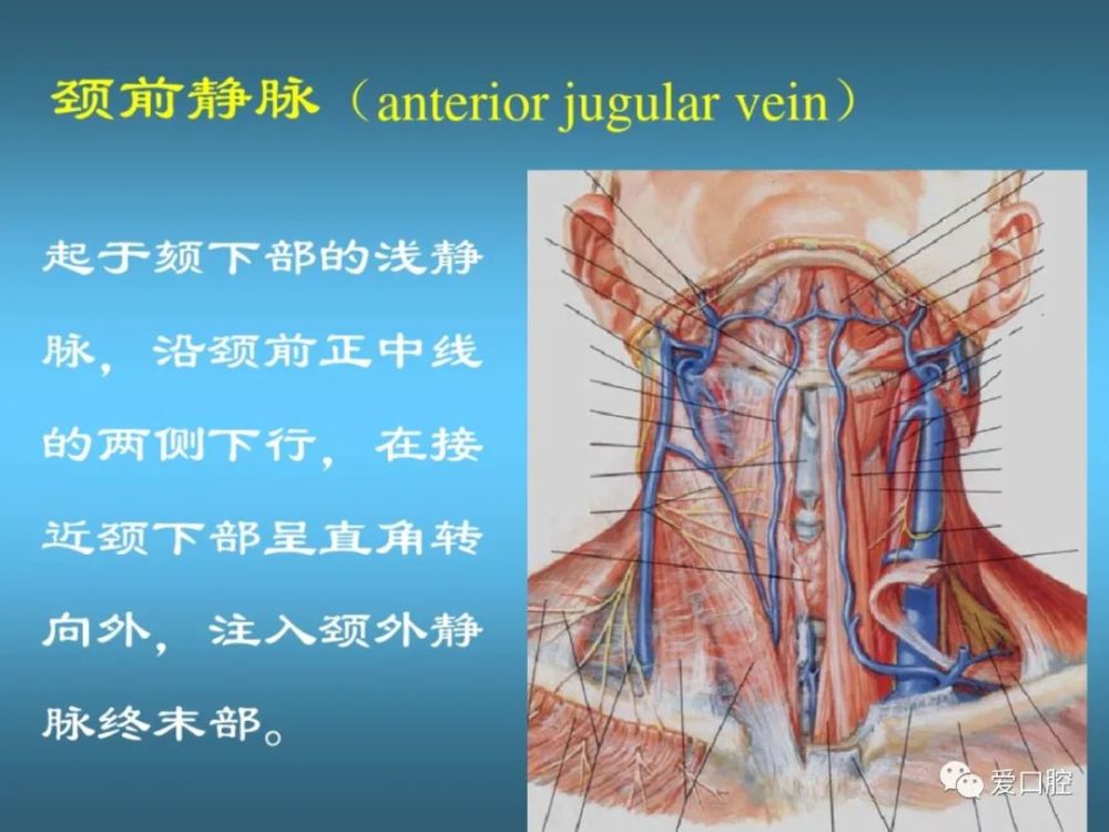 口腔局部解剖学之血管