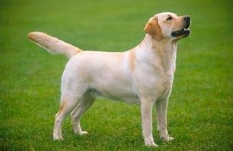 喜乐蒂牧羊犬聪明伶俐,智商高,活泼好动,忠于主人,但对陌生人存有戒心