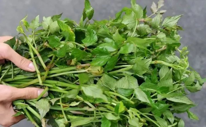 云南野菜上市啦!这些有毒!