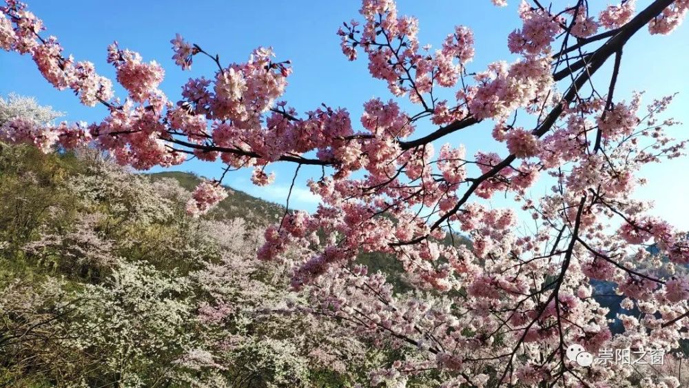 3月12日,崇阳第二届樱花节将隆重举行