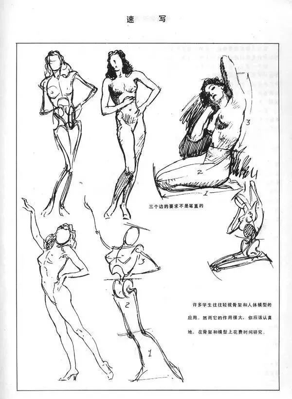 经典人体教程人体素描大师安德鲁路米斯