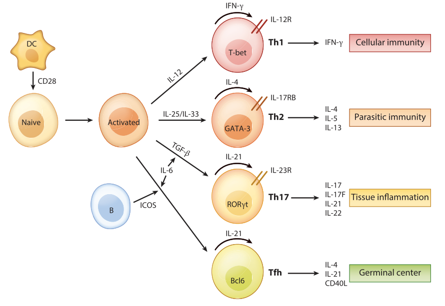 in t cells》的综述,总结了各类辅助性t细胞的功能及调控机制