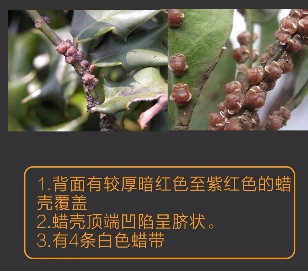 植保除草剂千万不要和这些药剂混用种植花生怎么除草常见10种蚧壳虫