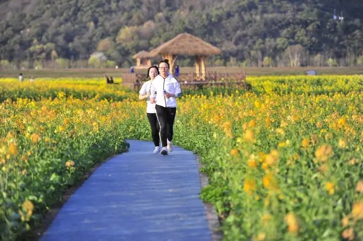 记者联系到了跑友彭建华,他兴奋地说,现在花海中的油菜花已经开了超过