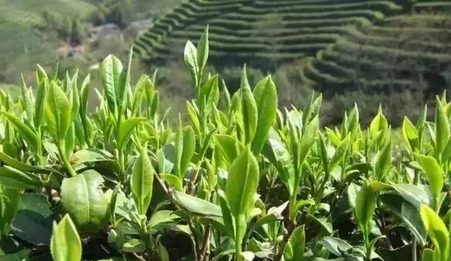 什么是春茶头采茶头春茶明前茶雨前茶