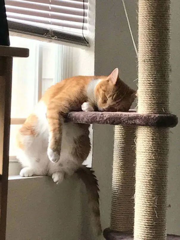 猫趣|要说睡觉这事,只服猫咪,熟睡的样子让铲屎官慌了