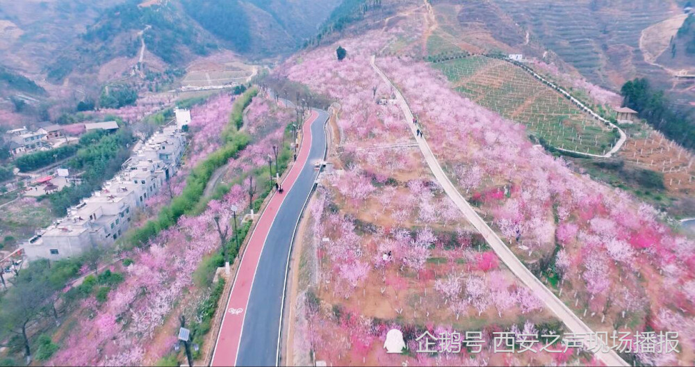 相约商洛丹凤桃花谷享受朵朵串串美花海走到桃花谷看景去西安之声现场