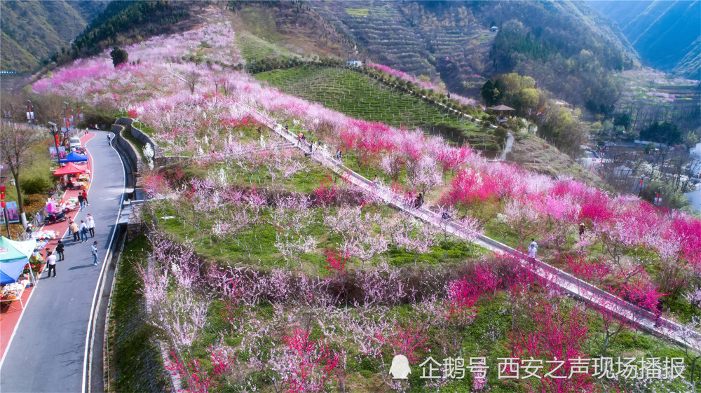 相约商洛丹凤桃花谷享受朵朵串串美花海走到桃花谷看景去西安之声现场