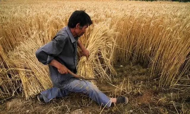 农民当年交公粮,已经"领到钱"了,现在又拿出来说事儿