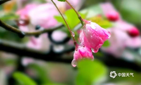 湖南衡阳雨水润春花海棠花雨中绽放更娇艳