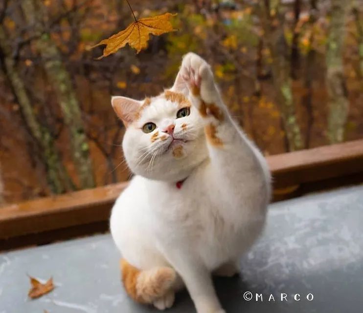 听完古代猫猫的名字,我家猫直接气哭了