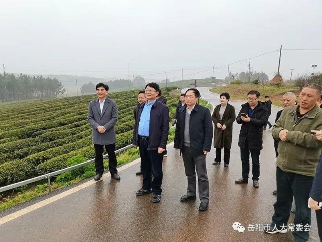 "岳阳黄茶"对话"邵阳红|市人大常委会|岳阳县|市农业农村局|人大