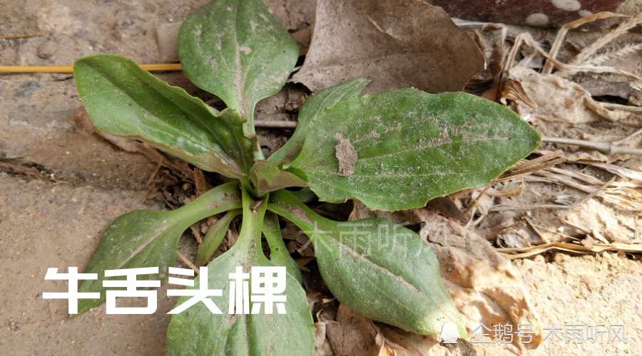 能种植吗?