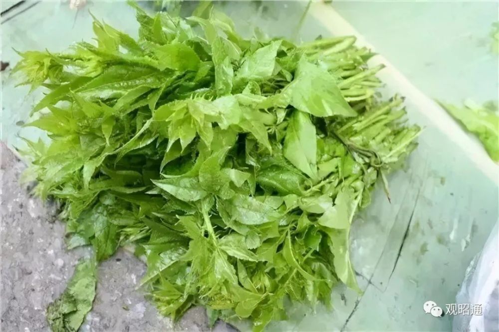 昭通人春天野菜上市啦切记尝鲜莫尝险