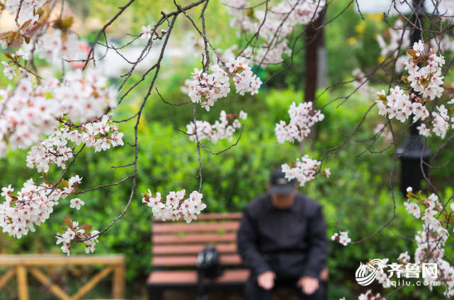 线下赏樱 线上互动 天下第一泉风景区踏青赏花新意满满