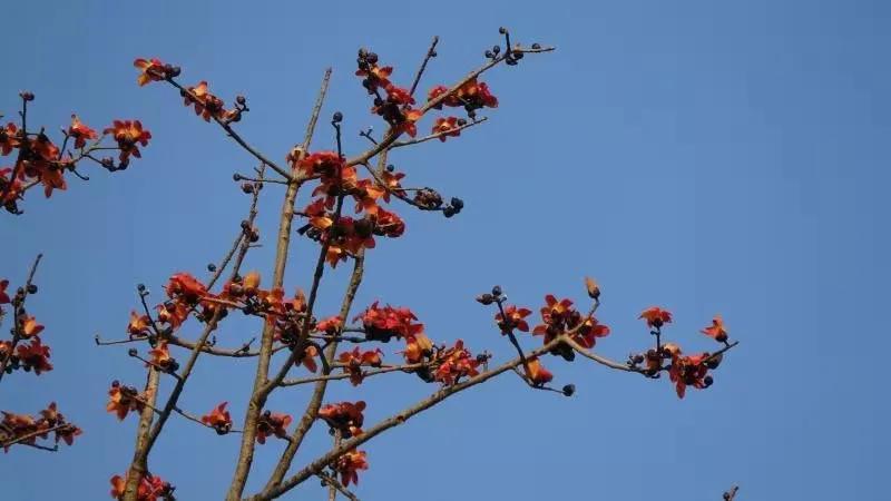 腾冲蒲川邀你一起赏木棉花的春天