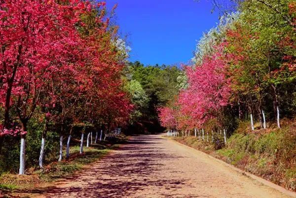 地点:磨盘山国家森林公园时间:2021年3月至4月(1)观千年杜鹃,赏万亩