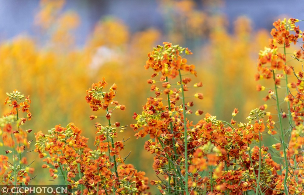 四川什邡彩色油菜花开