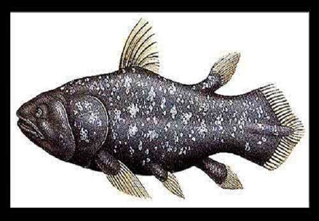 你知道传中能去祛百病的长角和史前活化石"空棘鱼"吗?