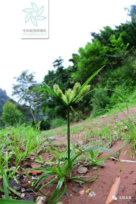 砖子苗见过吗止咳化痰宣肺解表能治风寒感冒咳嗽痰多
