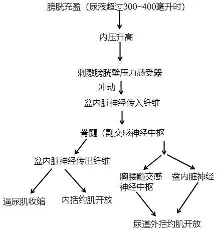 即来自膀胱的感觉冲动入脊髓后,不仅能至脊髓排尿反射中枢,而且还能经