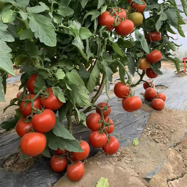 好吃的番茄品种荷兰320超太郎品种