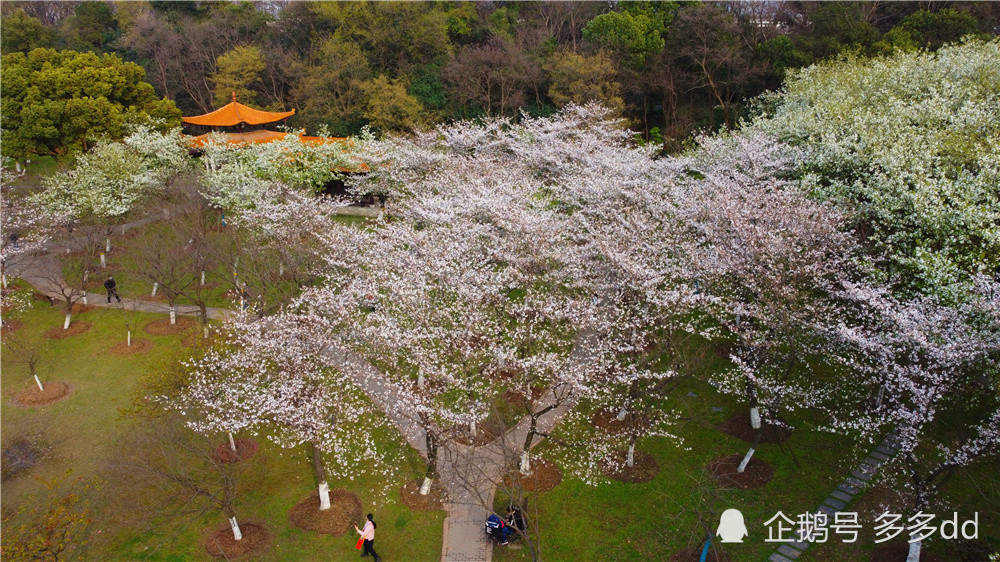 航拍青山公园樱花山樱花盛开