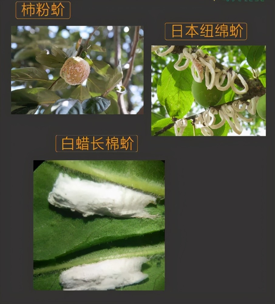 常见十种蚧壳虫识别及防治技巧,记得收藏