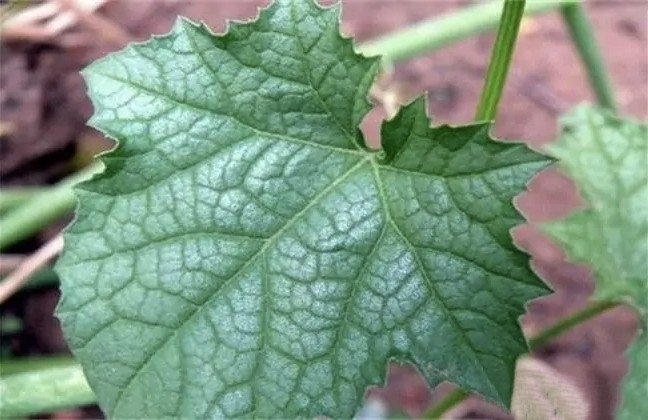 丝瓜种植技术:大棚丝瓜烂花防治