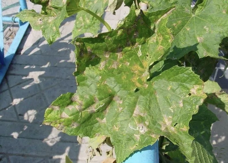 丝瓜种植技术:大棚丝瓜烂花防治