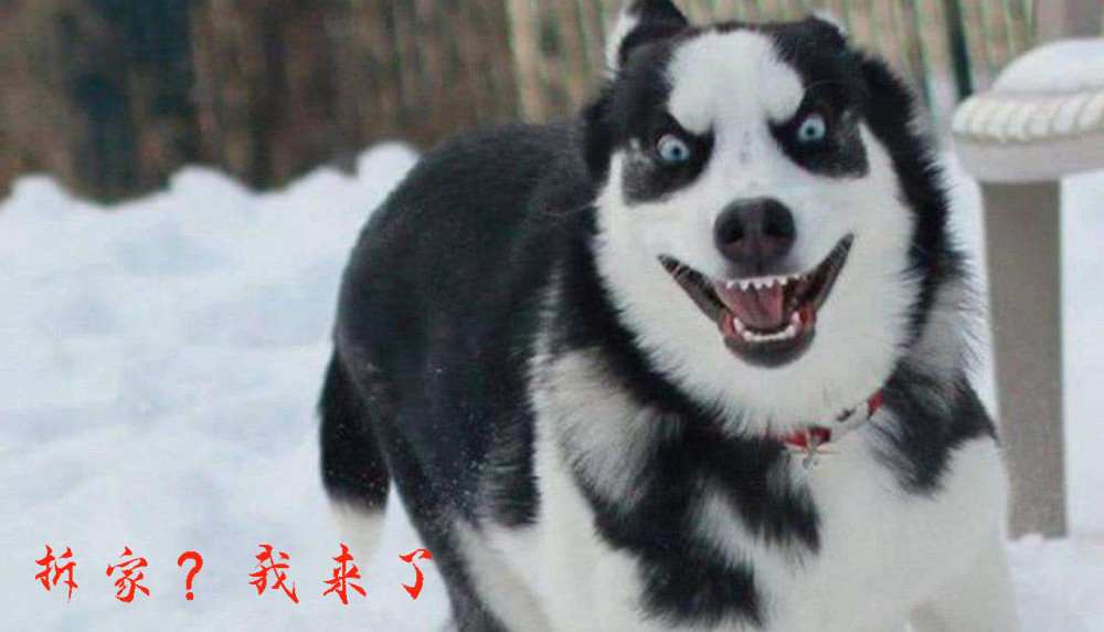 哈士奇成弃养最多的犬种,养二哈的都是什么心理?