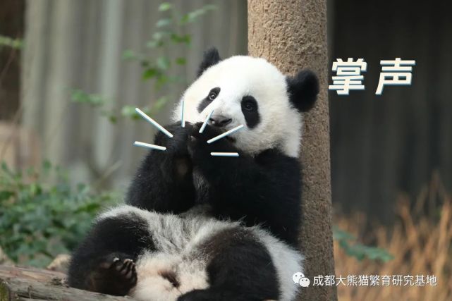 成都大熊猫博物馆开馆!
