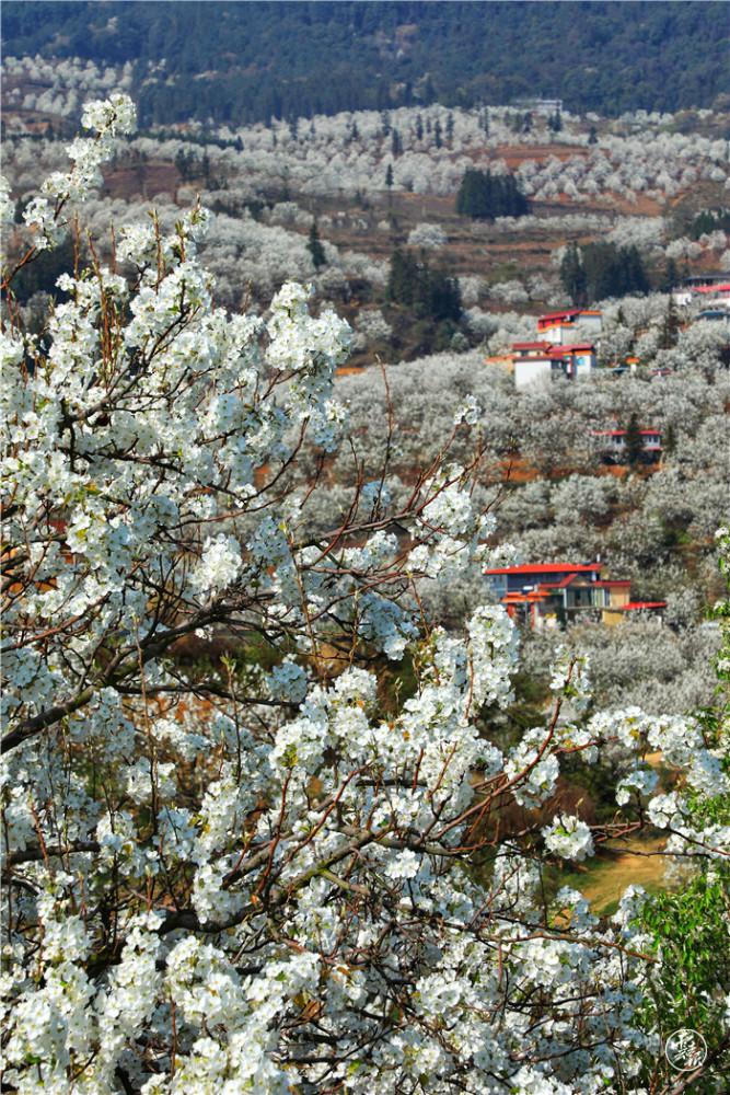 红河个旧加级寨:万亩梨花开出最美春天