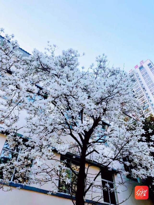 黔南州人民医院的春天