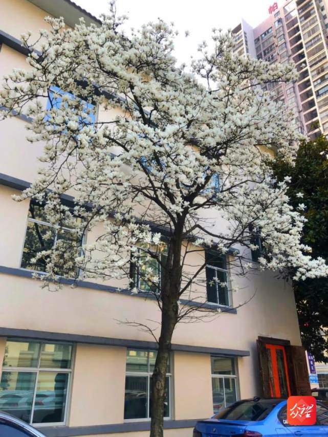 黔南州人民医院的春天