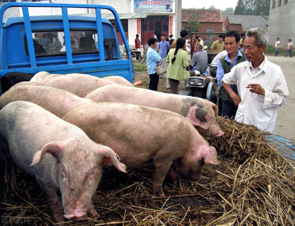 养猪头均利润缩水超千元生猪限调令来袭猪价下跌将告一段落