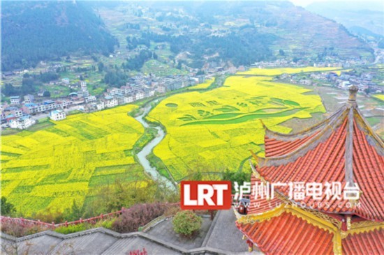 泸州双沙油菜花进入最佳观赏期组图