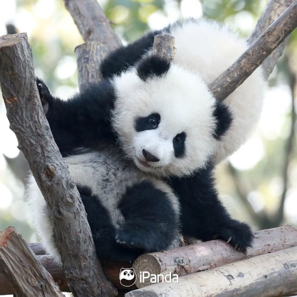 大相岭自然保护区 邂逅大熊猫的 植物"朋友"们 为春天共添新绿 独叶草