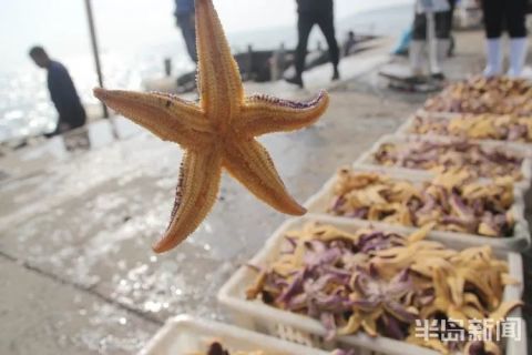 青岛胶州湾铺天盖地的海星围攻蛤蜊海蛎子,所到之处片