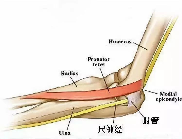 这个位置也是不能用筋膜枪直接打的.因为这是臂丛神经的重要位置.