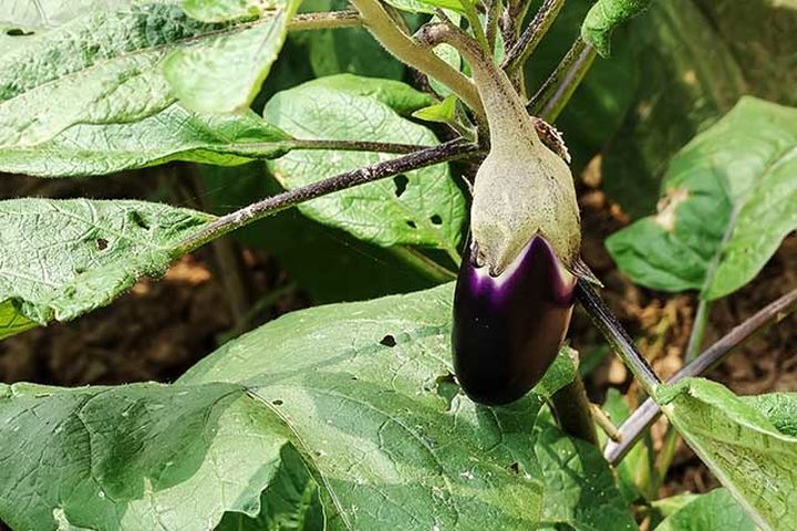 茄子叶枯叶霉病的预防方法 茄子用哪个肥料防病害?