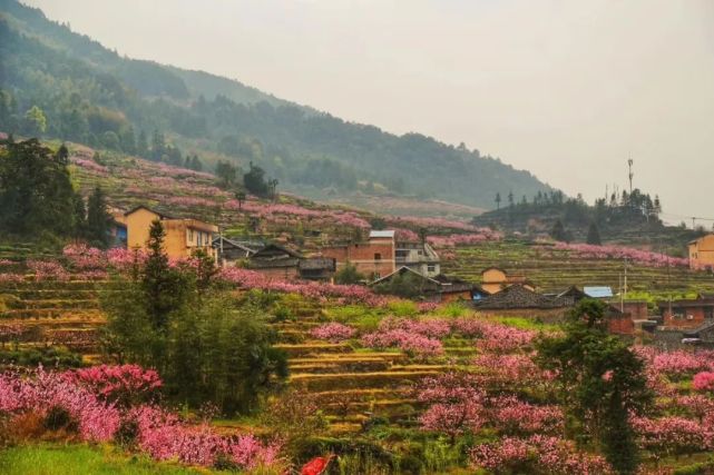 福安第一波桃花,已在这里盛放!