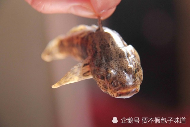 聋子鱼