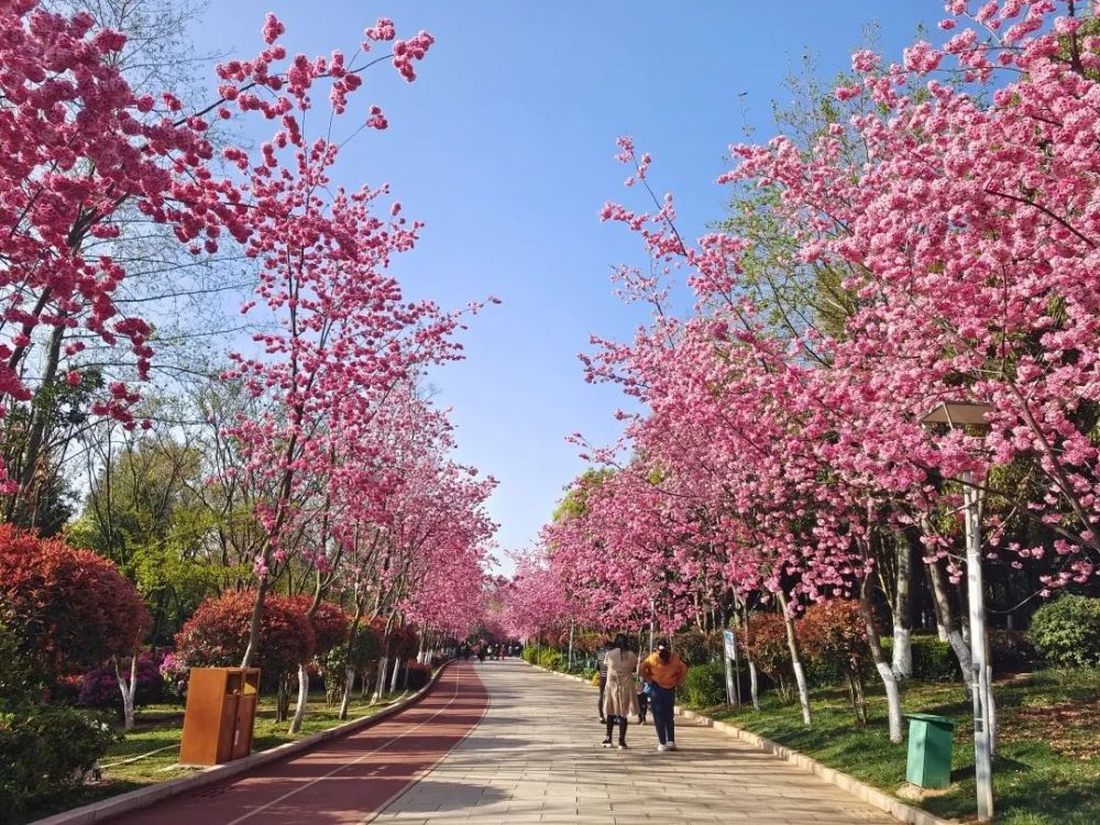 樱花时节,和洛龙公园来一次早春的约会