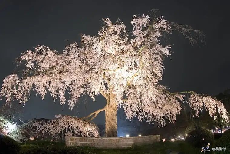 「樱花祭」观赏夜樱就到这里!日本樱花点灯top12