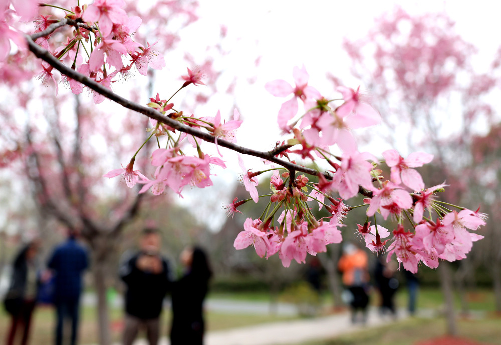 当日,2021上海樱花节在上海顾村公园开幕,110个品种的1.