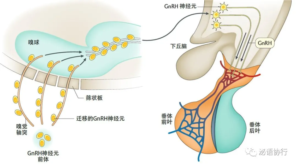 春天到了我却闻不到花香性幼稚伴有失嗅的卡尔曼综合征