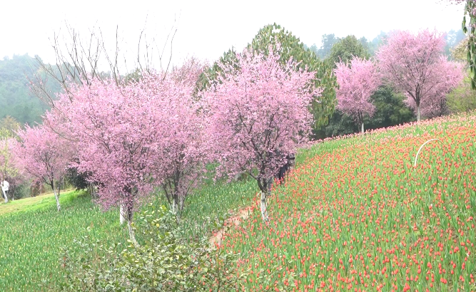 贵阳近郊再添赏花好去处,这次去看郁金香