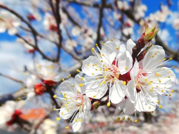 杏花含苞时为纯红色,开花后颜色逐渐变淡,花落时变成纯白色.